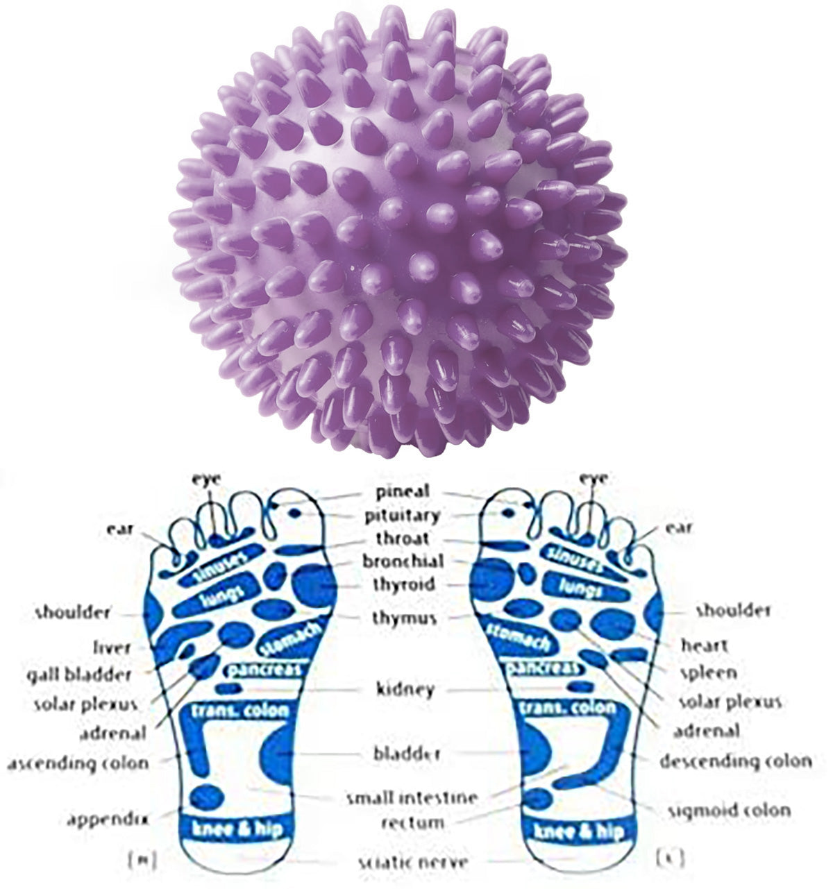 كرة تدليك بنتوءات مدببة من بلاستيك بي في سي لتدليك العضلات وتمرين اليد والقدم كرة تدليك لتخفيف آلام اليد والقدم كرة محمولة للعلاج الطبيعي - بنفسجي | العلاج الطبيعي العناية بالقدم المساج كرة مساج مساج | amazingEGP
